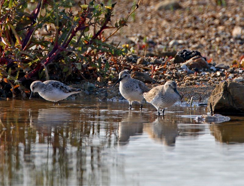 Dunlin