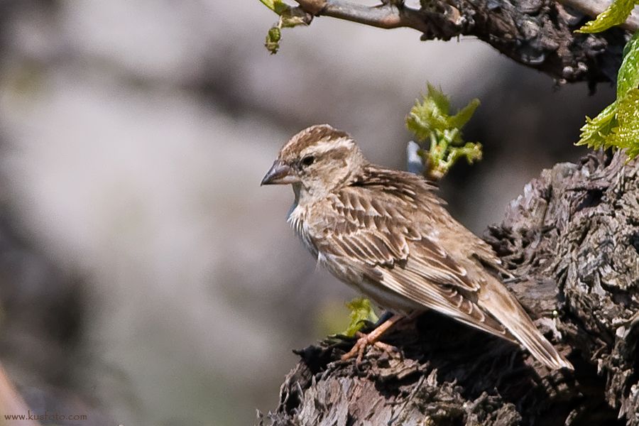 Rock Sparrow