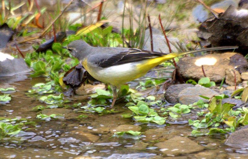 Grey Wagtail