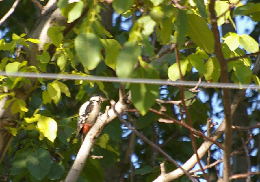 Syrian Woodpecker