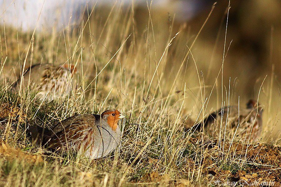 Grey Partridge