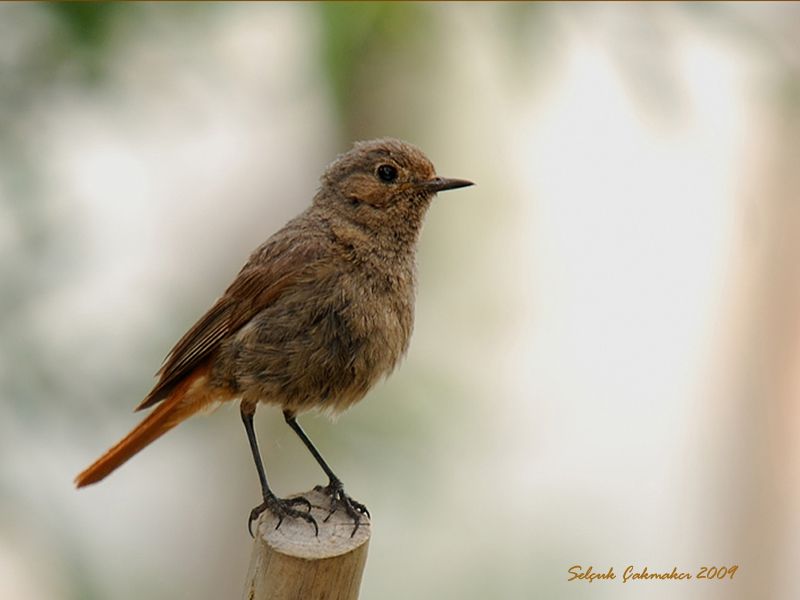 Black Redstart