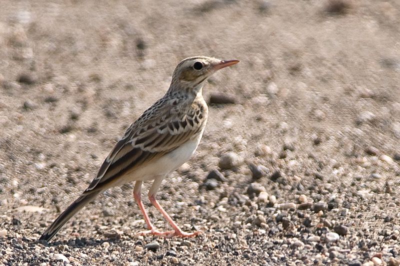 Tawny Pipit