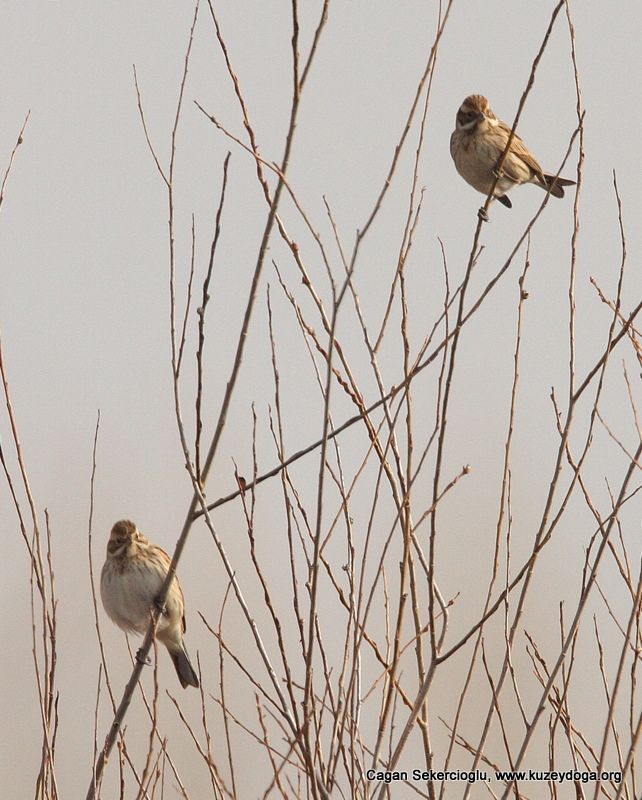 Common Reed Bunting