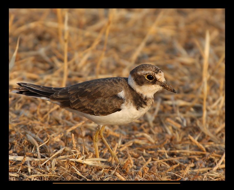 Little Ringed Plover