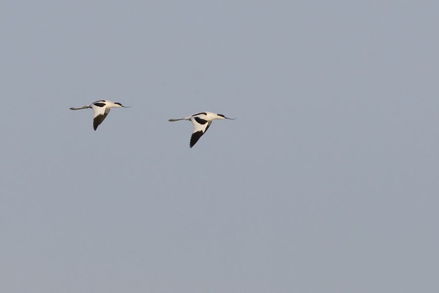 Pied Avocet
