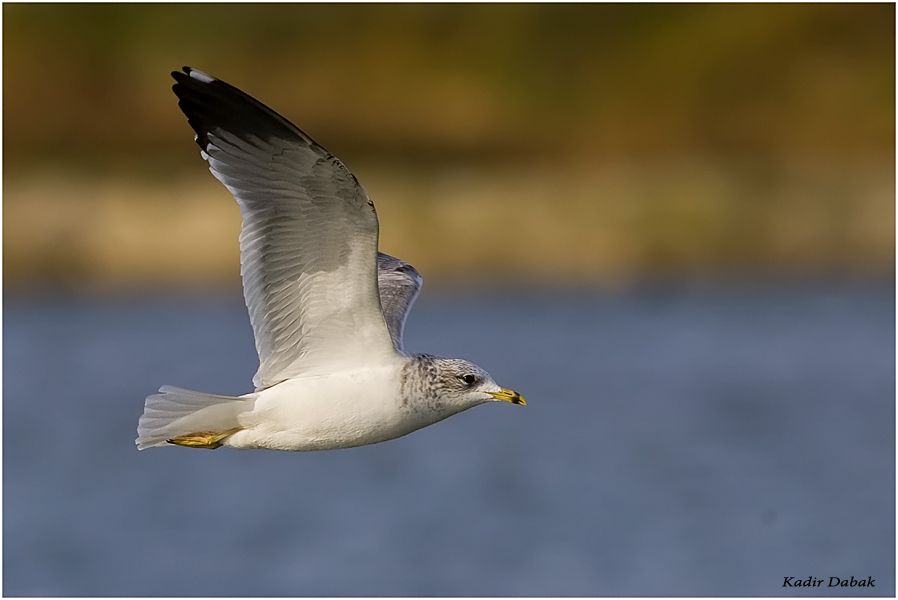 Common Gull