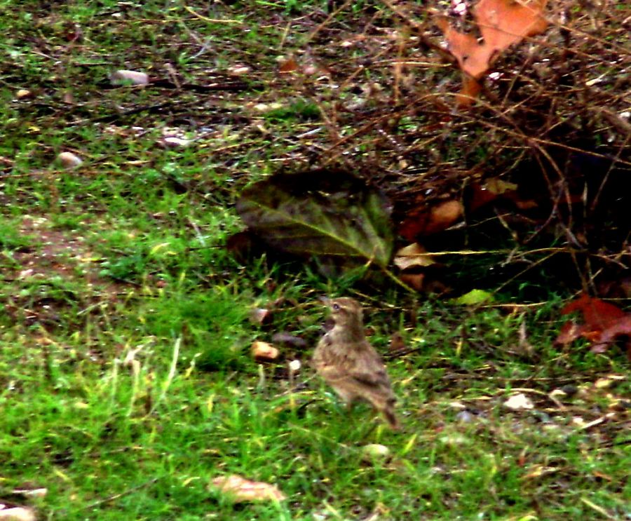 Crested Lark