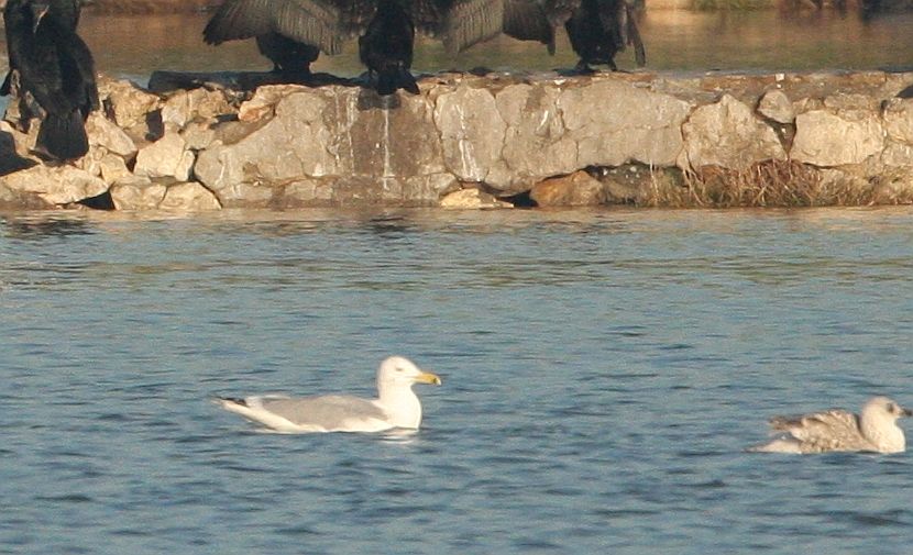 Caspian Gull