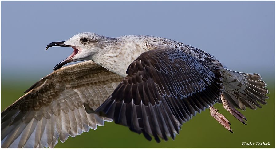 Yellow-legged Gull