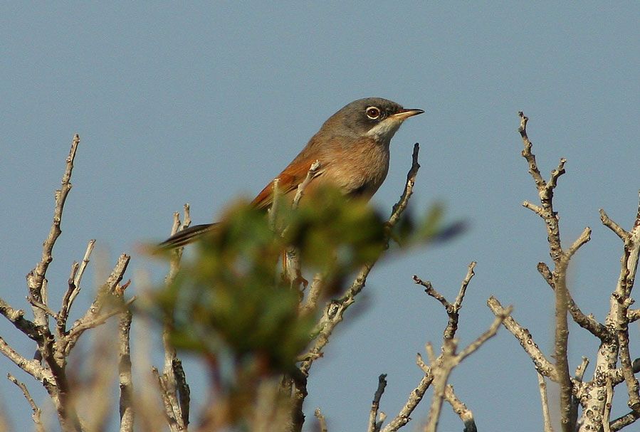 Spectacled Warbler