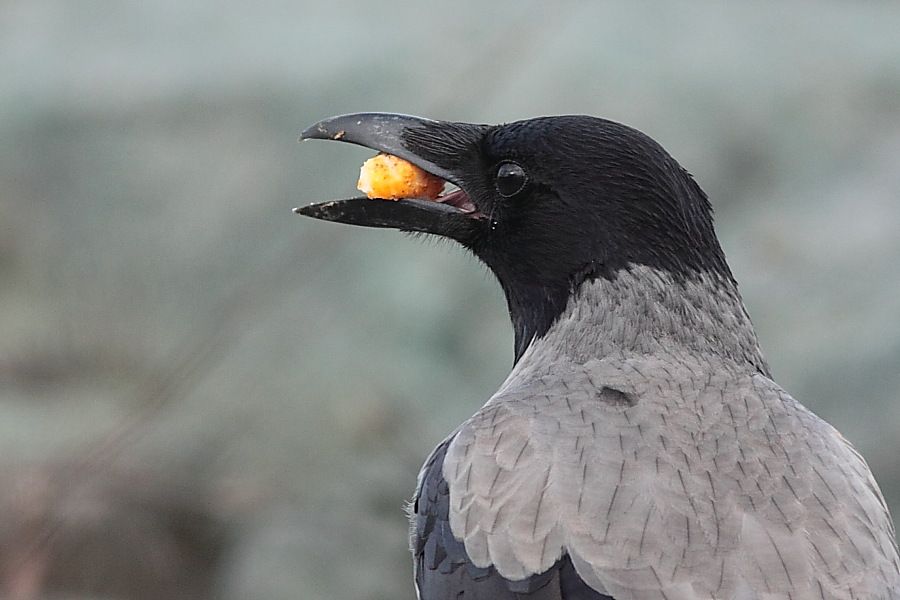 Hooded Crow