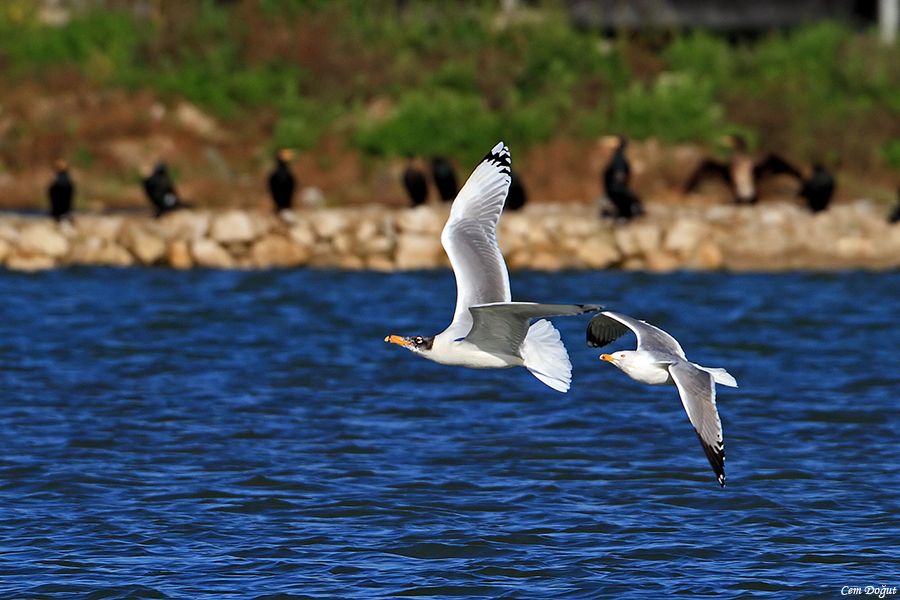 Pallas`s Gull