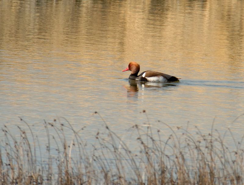 Red-crested Pochard