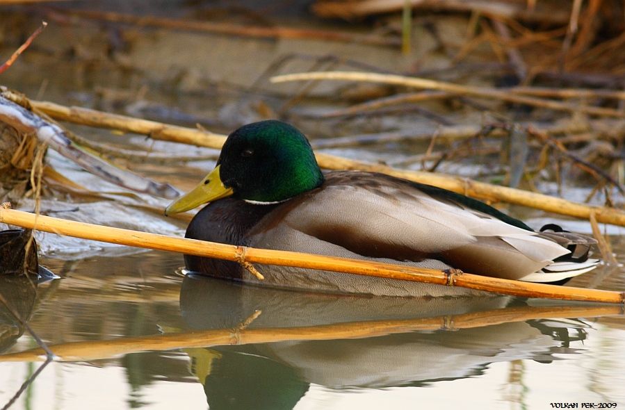 Mallard