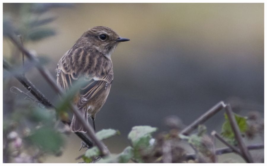 European Stonechat