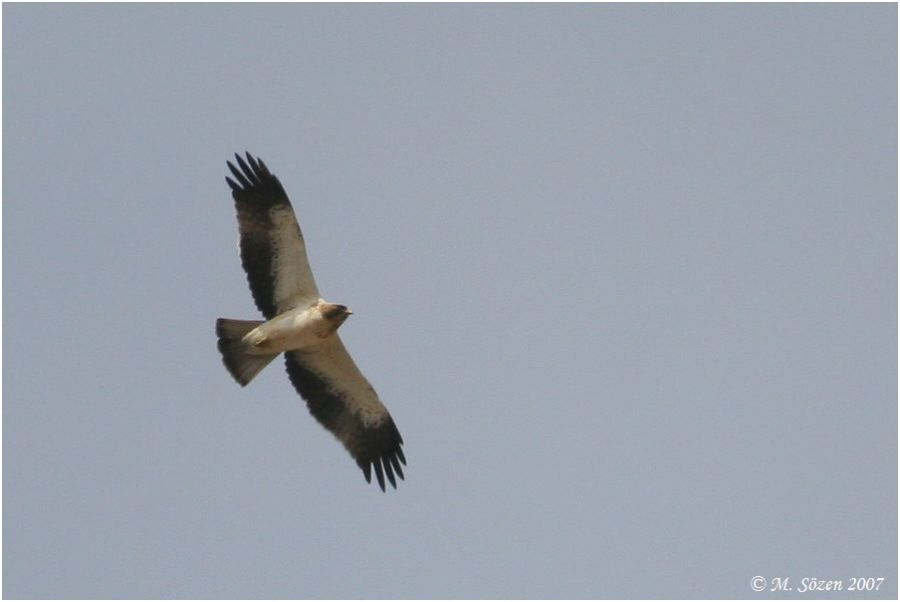 Booted Eagle
