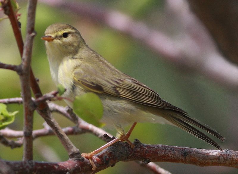 Willow Warbler