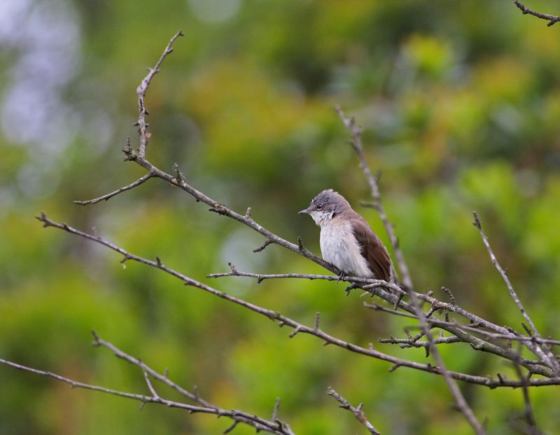 Lesser Whitethroat