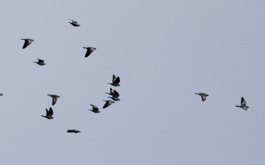 Stock Dove