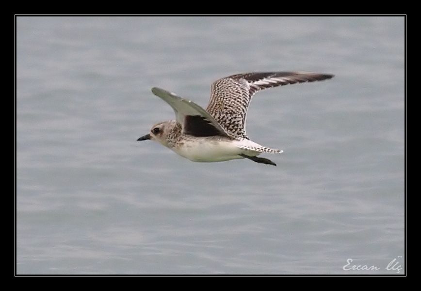 Grey Plover