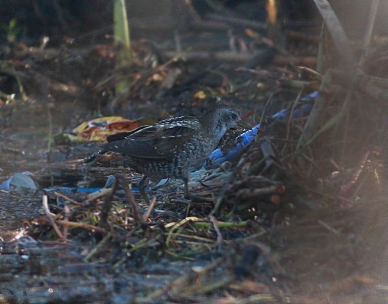 Spotted Crake
