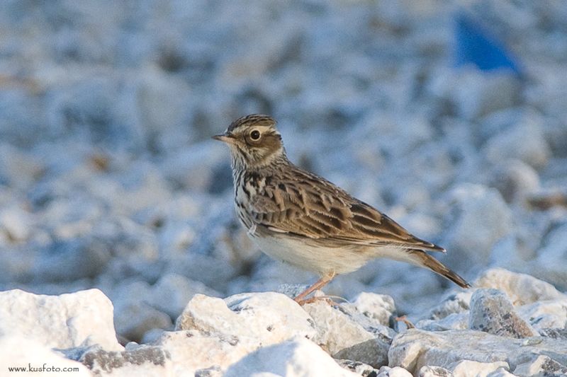 Woodlark