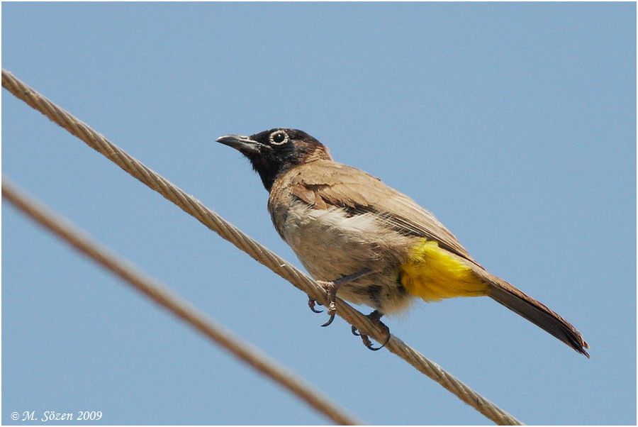 White-spectacled Bulbul
