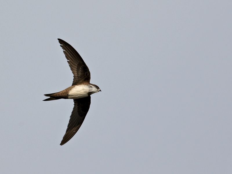 Alpine Swift