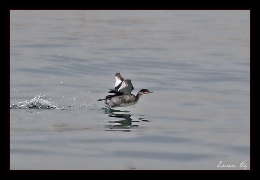Black-necked Grebe