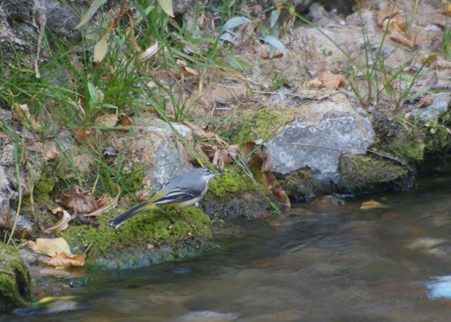 Grey Wagtail