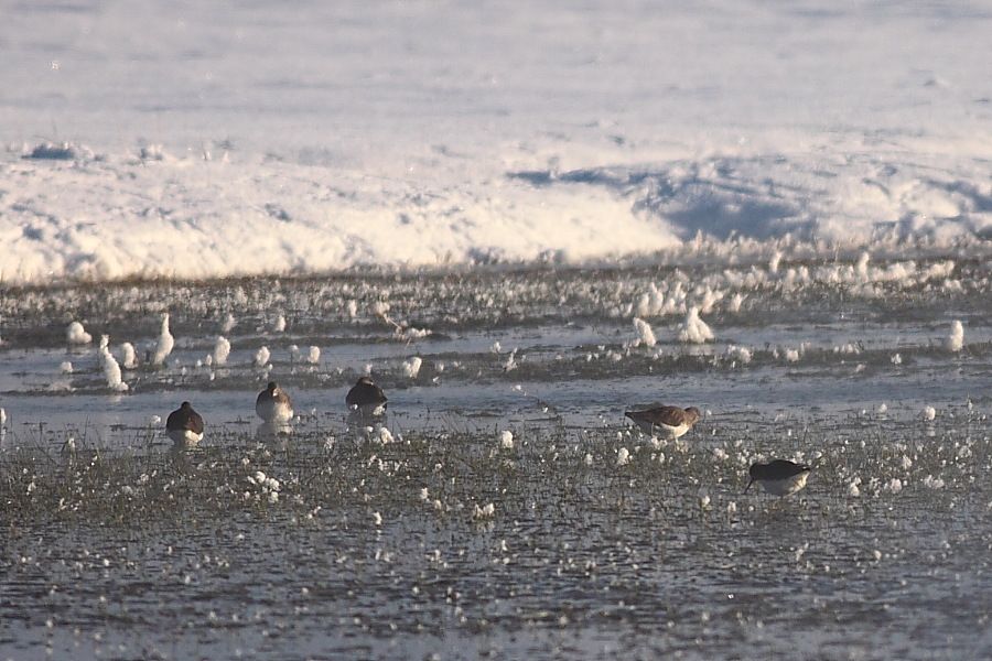 Green Sandpiper