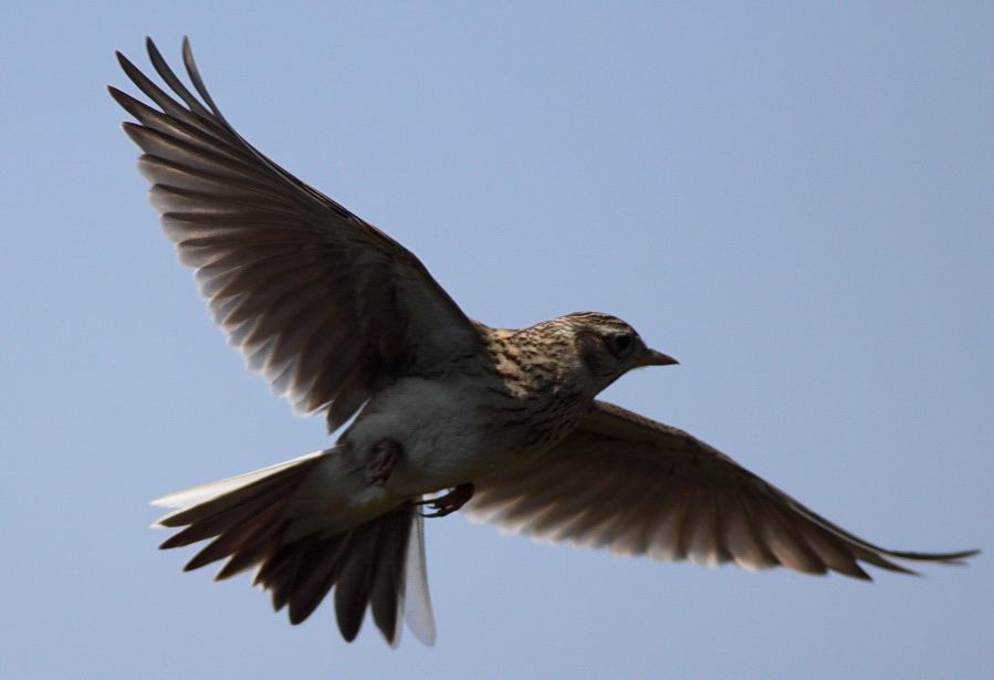Eurasian Skylark