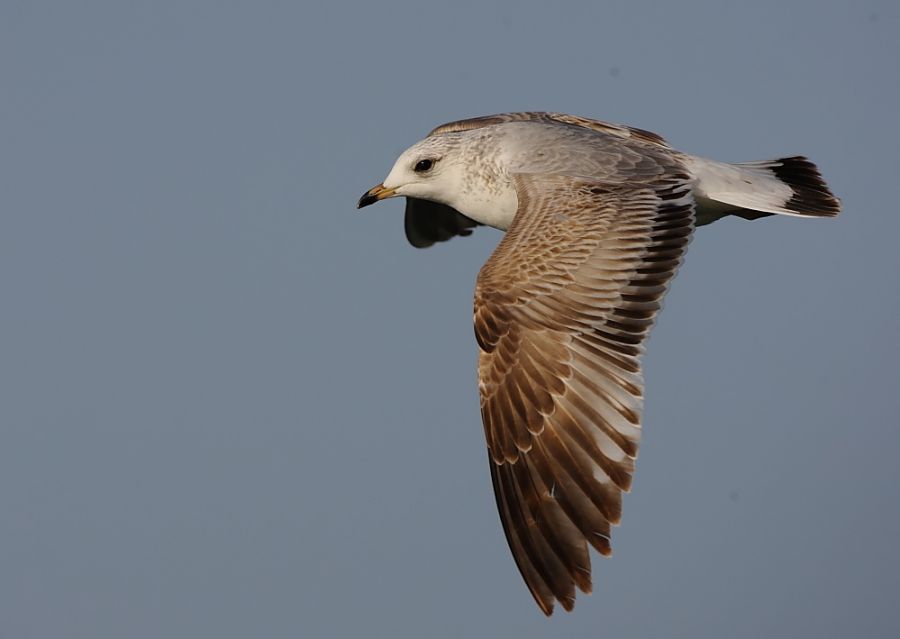 Common Gull