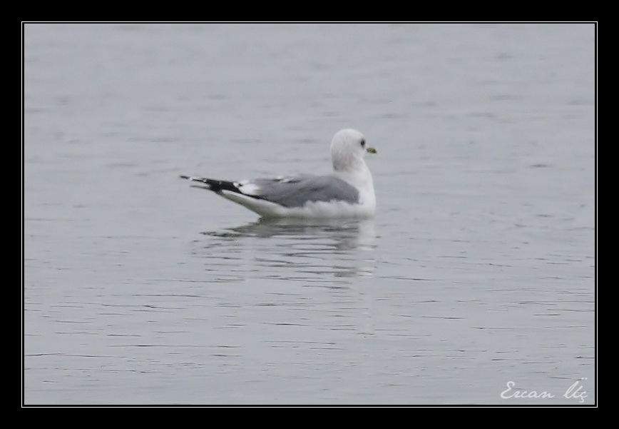 Common Gull