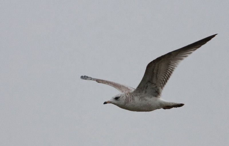 Common Gull