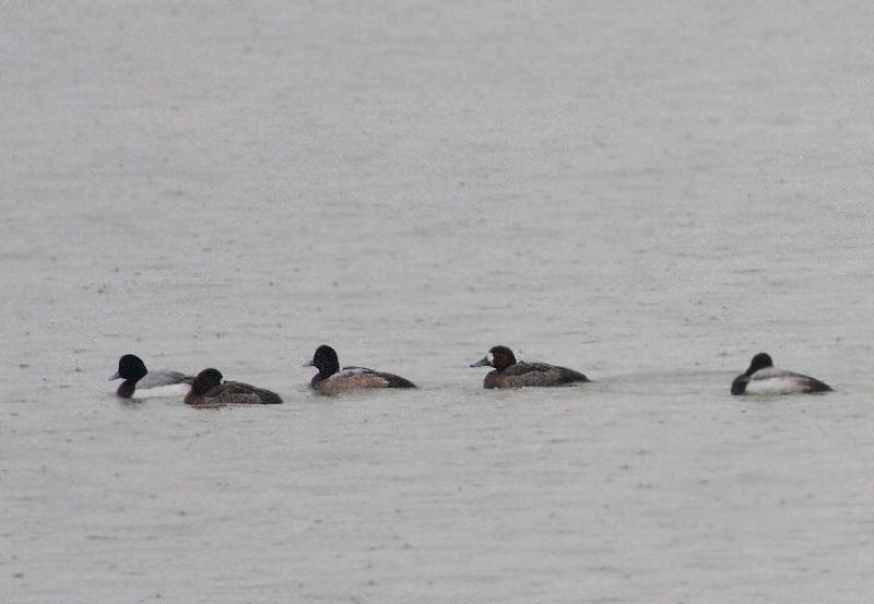 Greater Scaup