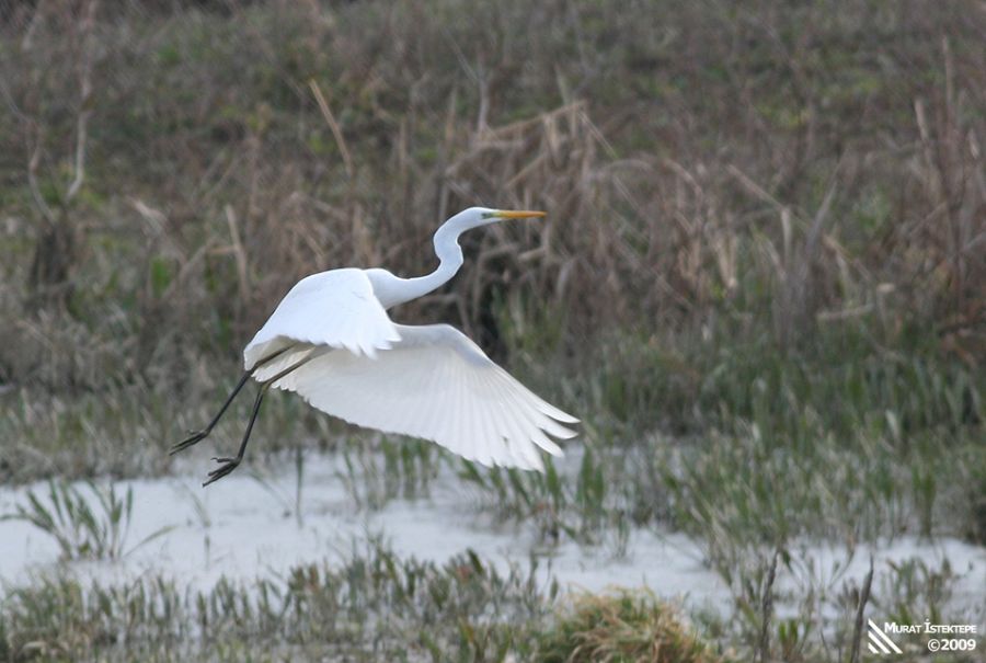 Büyük Ak Balıkçıl