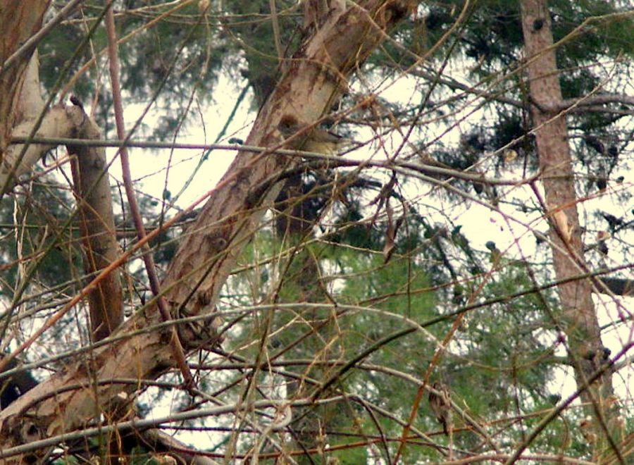 Karabaşlı Ötleğen