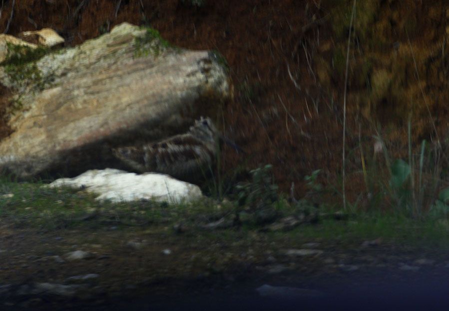 Eurasian Woodcock