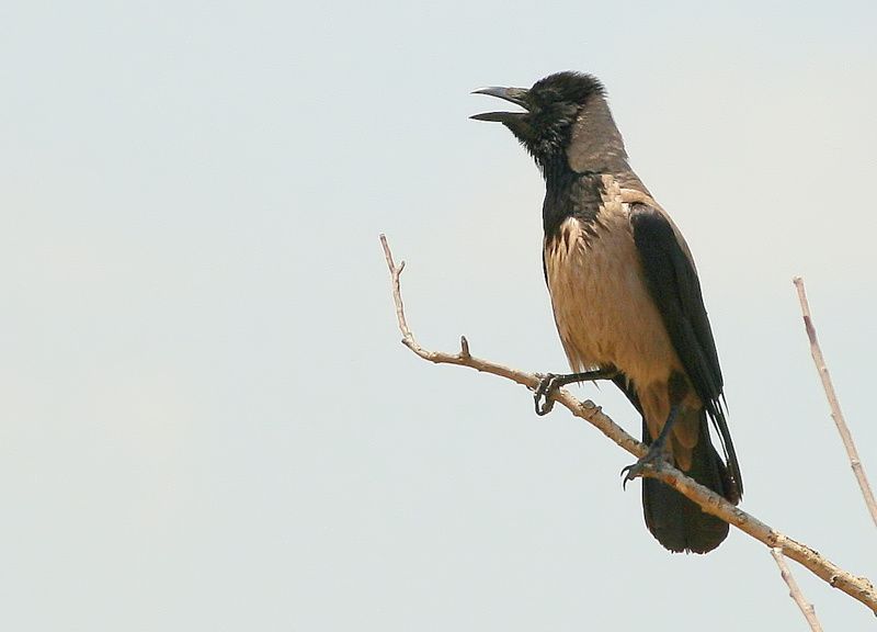 Leş Kargası