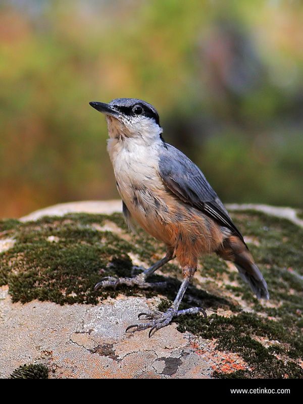 Kaya Sıvacısı