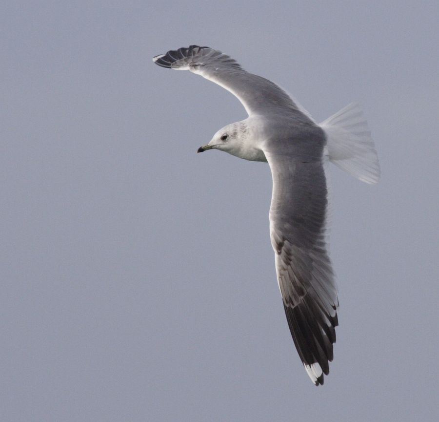 Common Gull