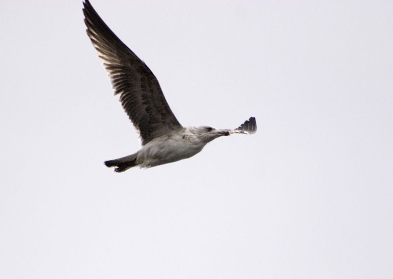 Gümüş Martı