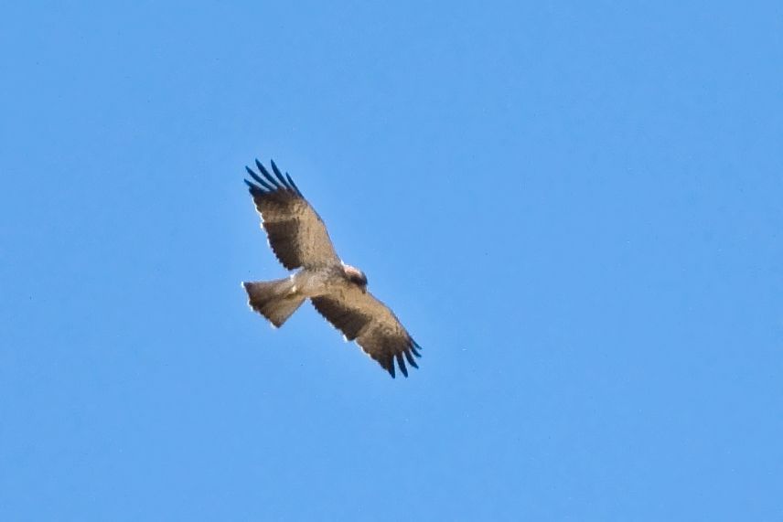Küçük Kartal