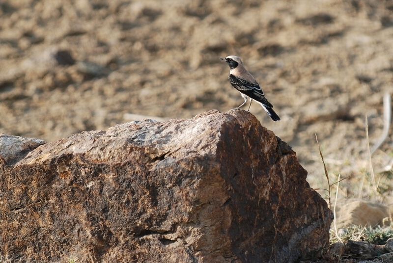 Karakulaklı Kuyrukkakan