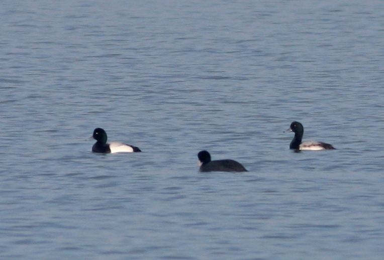 Greater Scaup