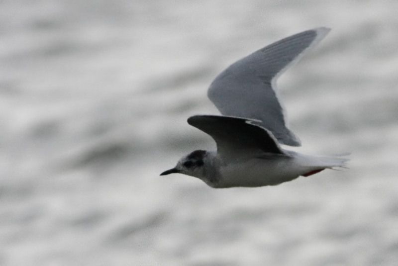 Little Gull