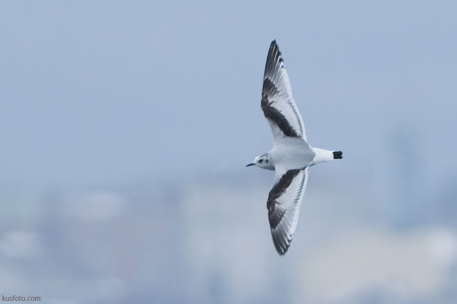 Little Gull