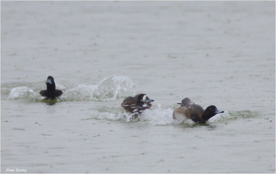Greater Scaup